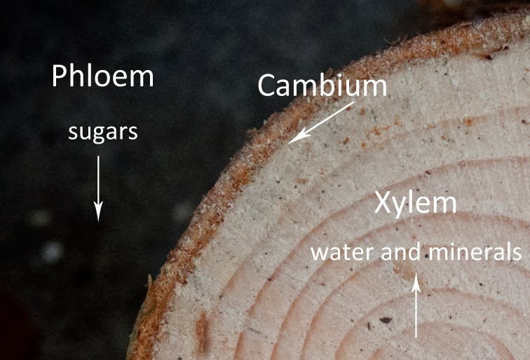 Garden65 Space, Time and Tree Rings