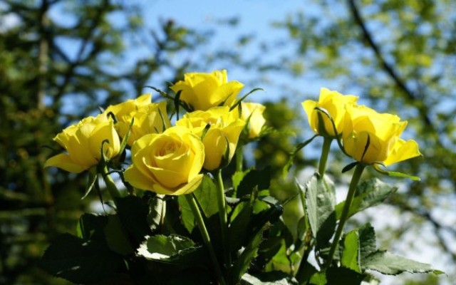 Pics Of Beautiful Flowers Hd Pics Of Beautiful Flowers Hd