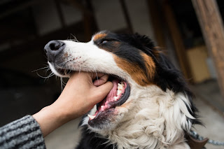 6 Signs That A Dog is About to Bite