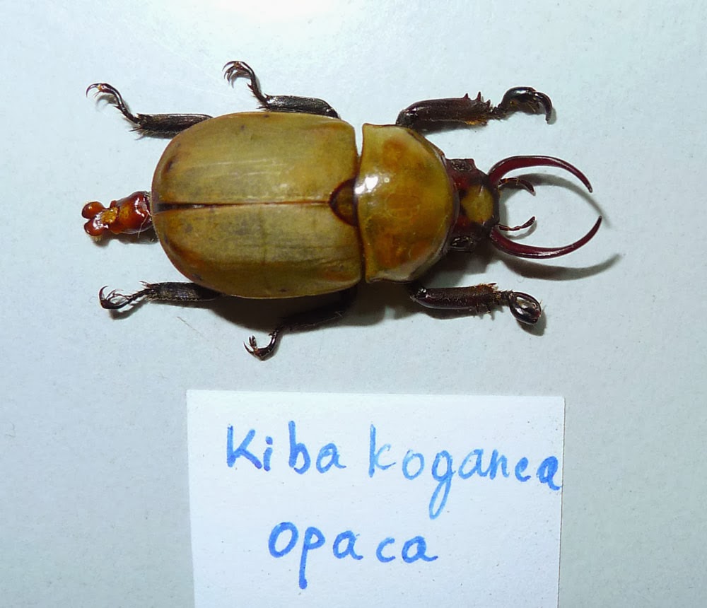 Kgofa Insect Vietnam Insect: February 2014