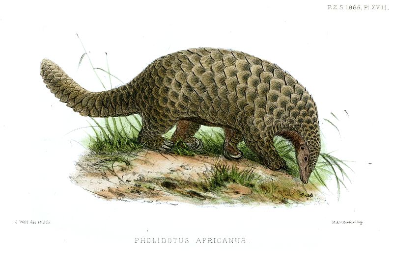 d20 despot monster monday pangolins armor covered anteaters