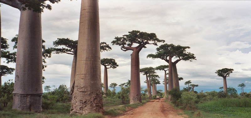 Avenue of the Baobabs,  Madagascar - One of the Most Visited Locations in the Region
