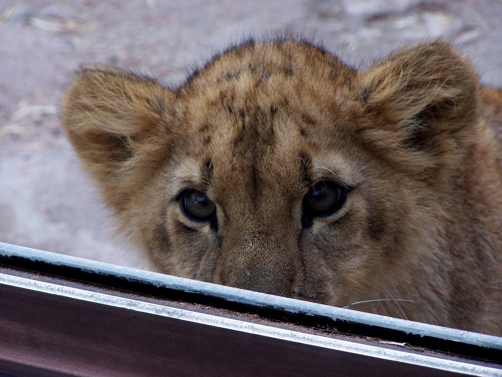 The Natural World Zoo Babies Lion Cubs at the Denver Zoo