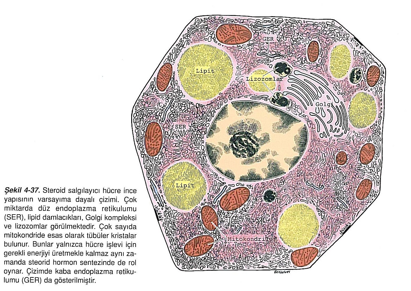 Группы железистых клеток. Клетки кормилки. Секретирующие клетки. Эритробластический островок. Свободное клеточное железо.