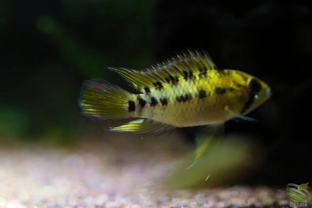 Apistogramma cf.hoignei / Rio Morichal Largo