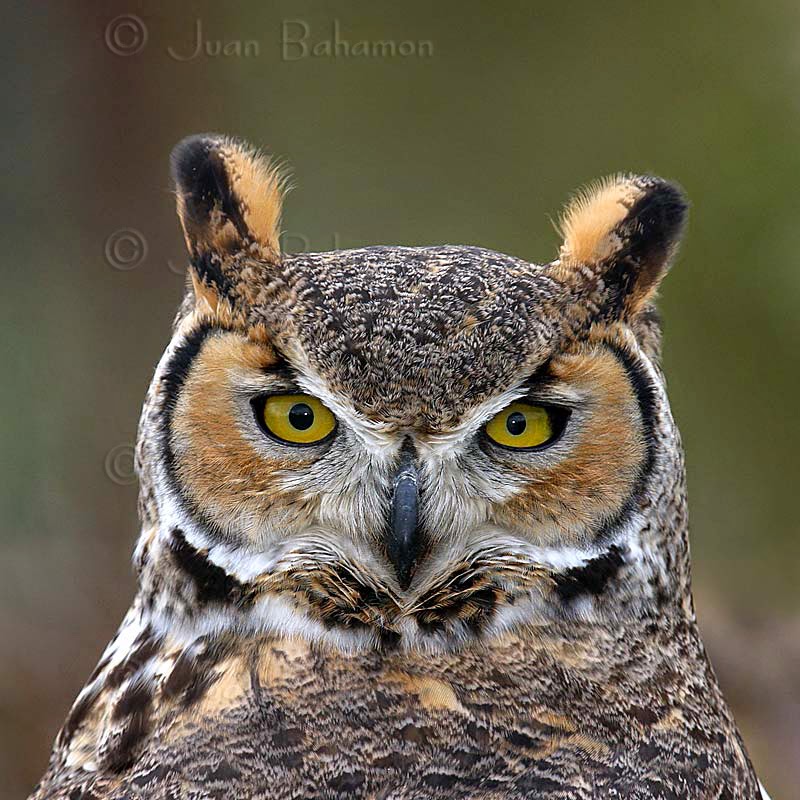 Great Horned Owl