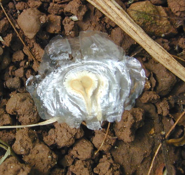 HOW TO GROW SPECIES TULIPS FROM SEED The Garden of Eaden