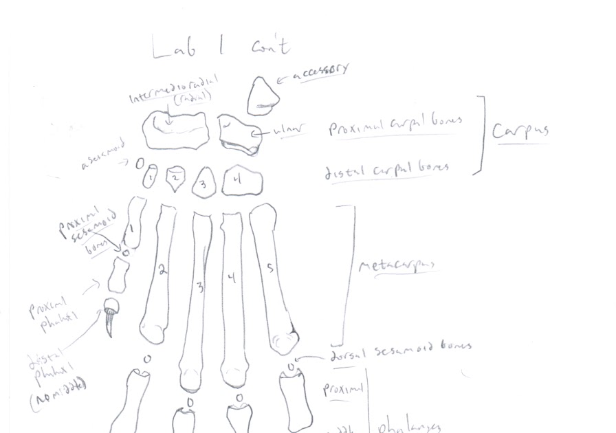 Chuck Does Art: Canine Osteology: Forelimb, Hindlimb, and Pelvic Bones