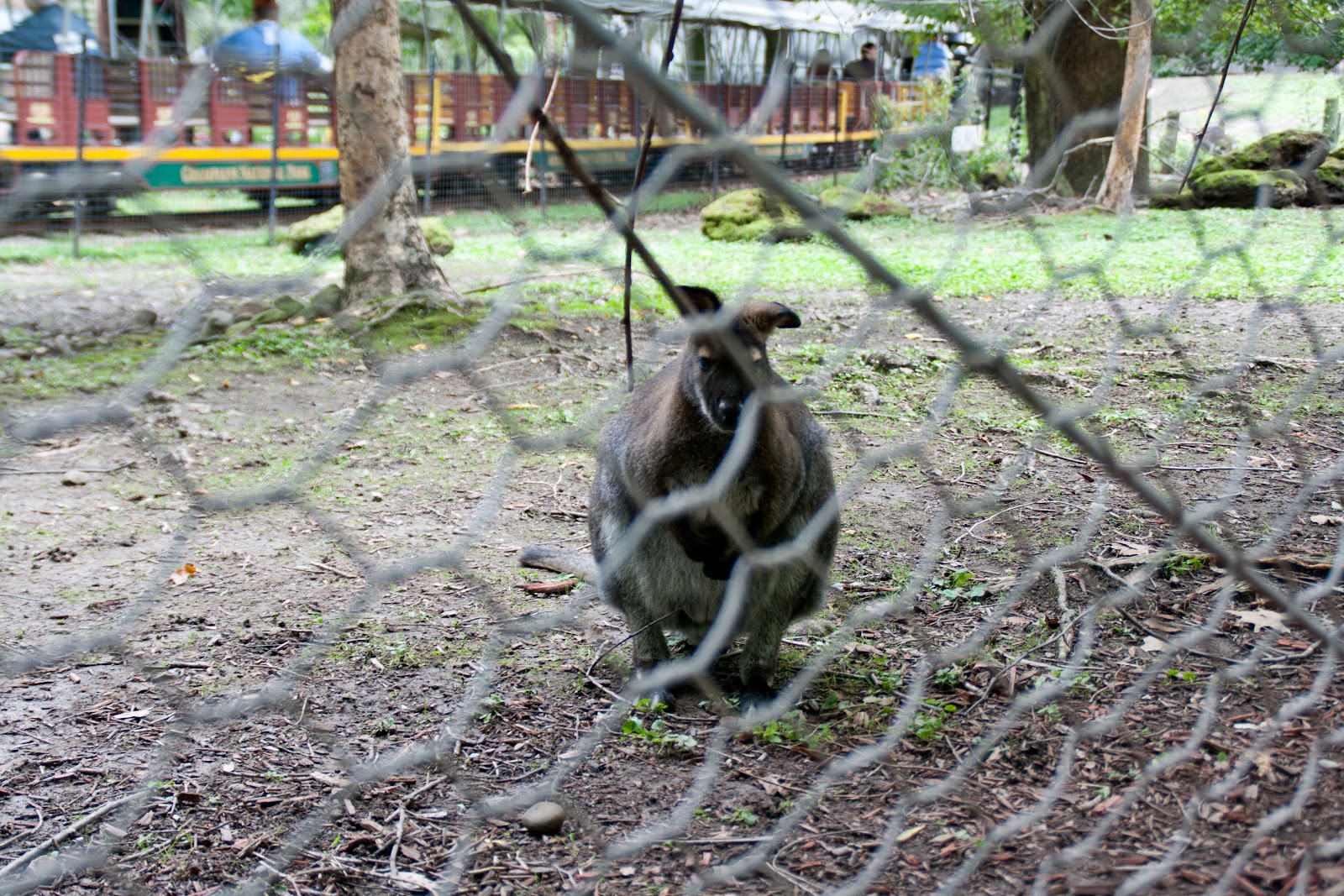 Cleveland City Guide The Cleveland Zoo Coffee Cleveland cleveland-city-guide-the-cleveland-zoo-coffee-cleveland