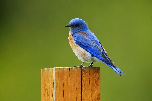 World Beautiful Birds : Western Bluebirds Birds | Interesting Facts