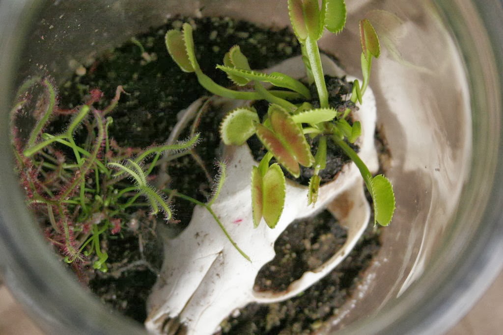 Doing Things Lighting for carnivorous plants