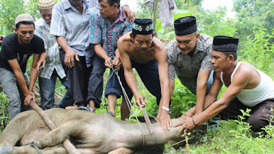 Lebaran Kali Ini Masyarakat Tiku Bantai 103 Ekor Sapi dan Kerbau