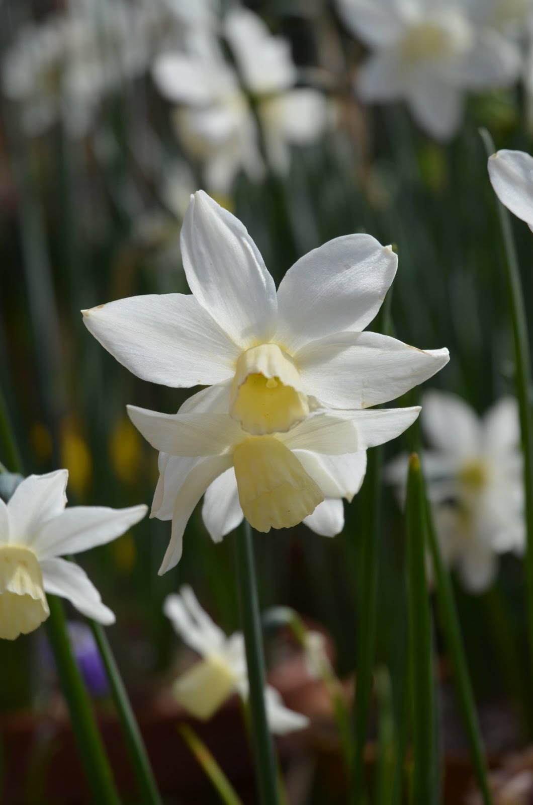 Galanthus Narcissus Varieties in Flower Today