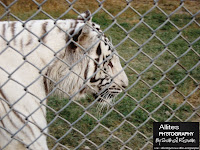 What is a White Tiger?