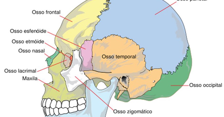 Череп человека цветной. Дыхание костей черепа. Онкология костей черепа женщин. Дыхание костей черепа. Occipital bone anatomy.