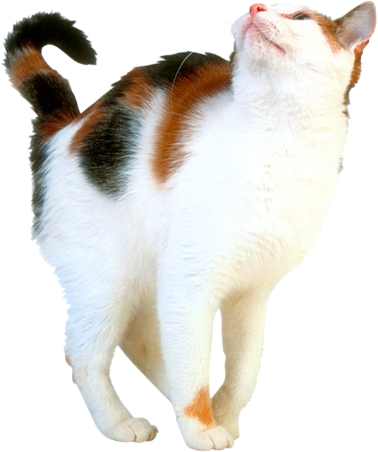 Прозрачная кошка. Трехцветная кошка на белом фоне. Кошка трехцветная на прозрачном фоне. Трёхцветный кот без фона. Котенок трехцветный на прозрачном фоне.