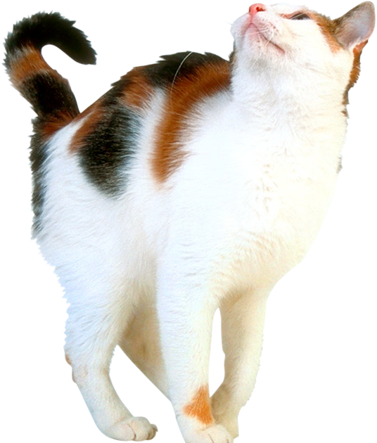 Chat tube. Кот на прозрачном фоне. Котенок на прозрачном фоне. Кошка на прозрачном. Трёхцветная кошка на белом фоне.