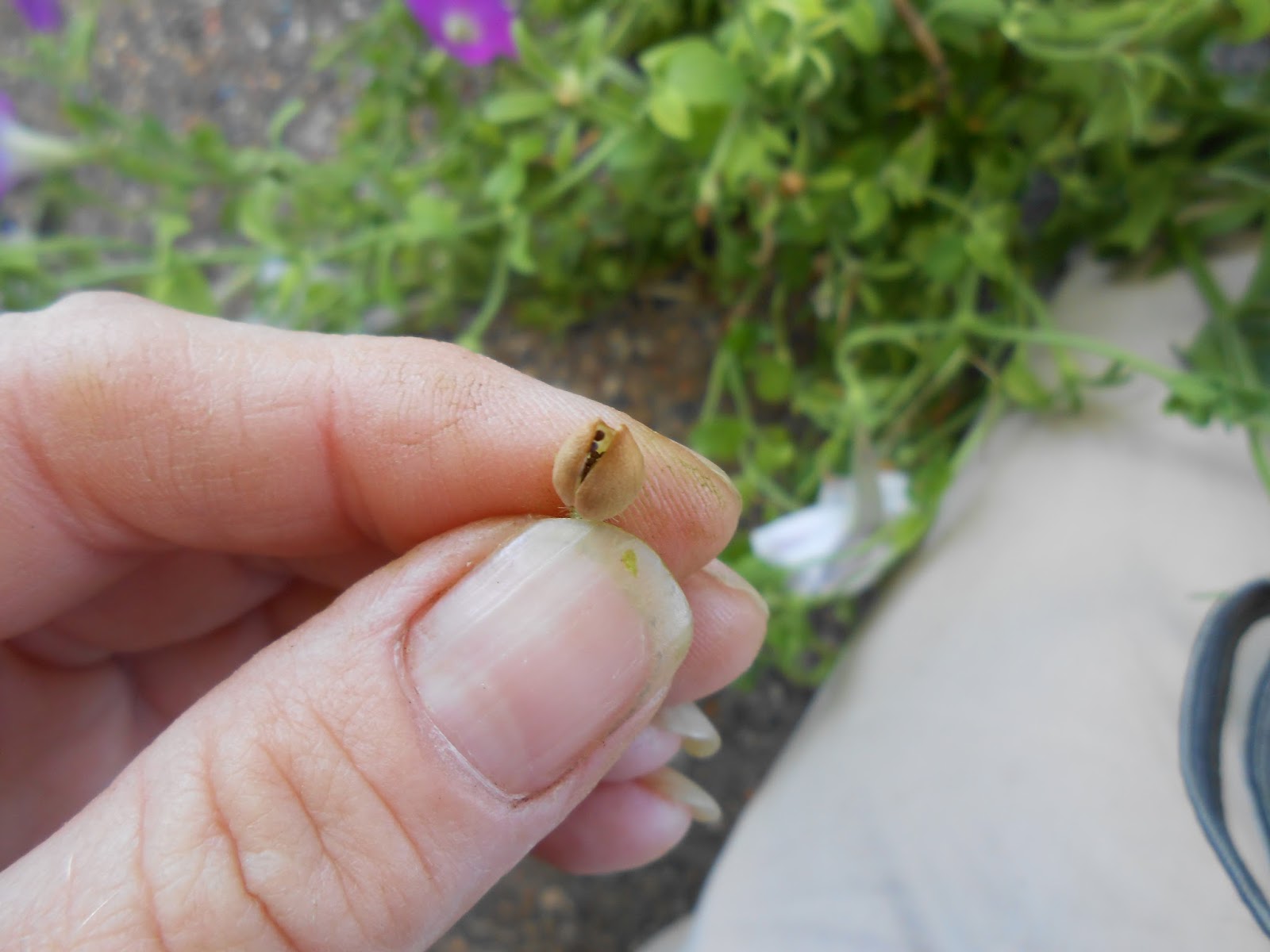 Sproutsandstuff Saving Petunia Seeds
