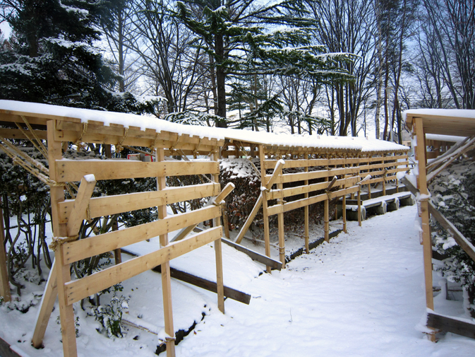 雑談散歩 植木の雪囲いに雪が積もる