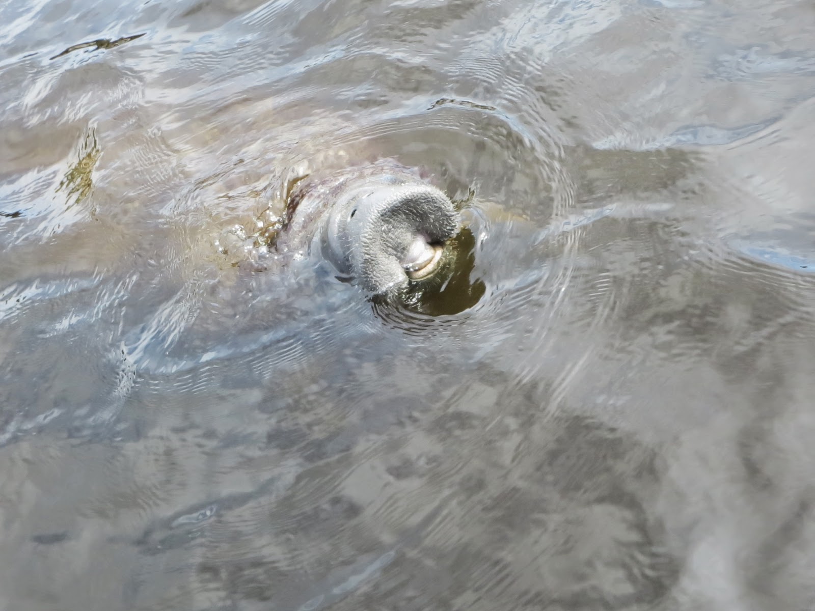 Manatee snout peeking out of the water