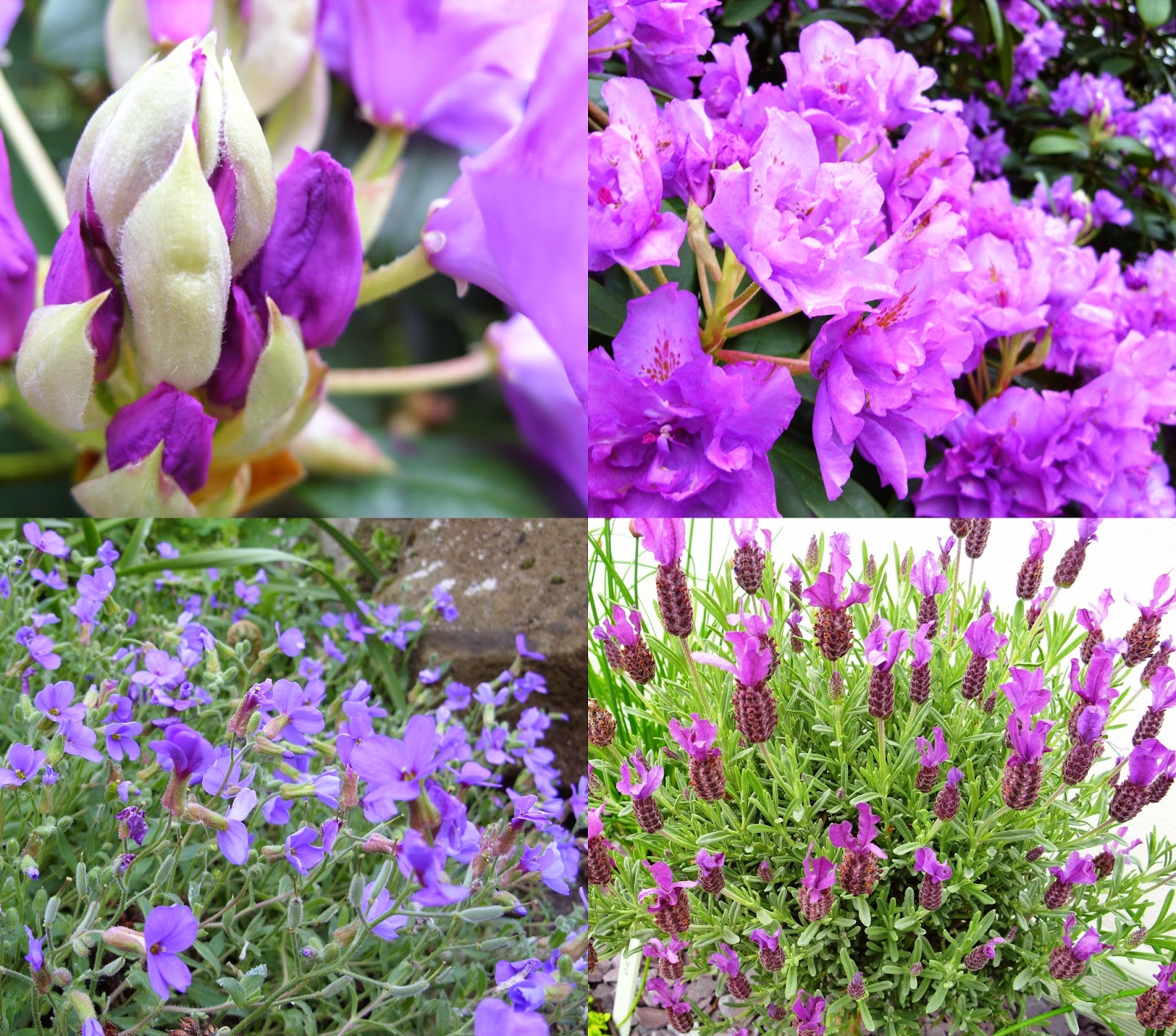 Kelli's Northern Ireland Garden Flowers are Blooming Beautifully