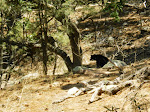 Bear in the Big Burro Mtns.