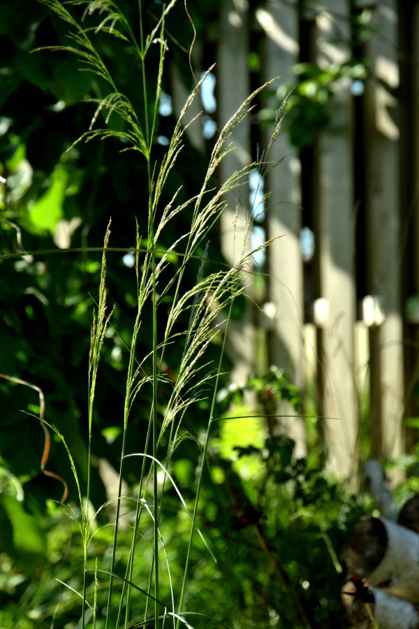 Die Gartenbotschafterin IT´ GOOD TO TOUCH THE GREEN GREEN GRASS OF HOME
