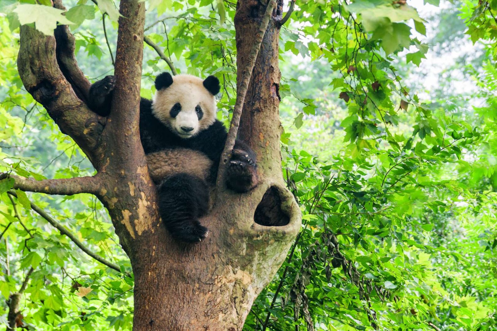Dinesh Govindaraj: Cute Panda photo collection