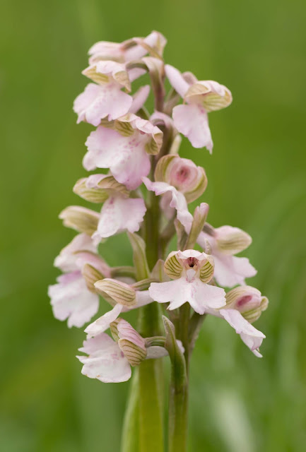 Green-winged Orchid - Muston Meadows, Leicestershire