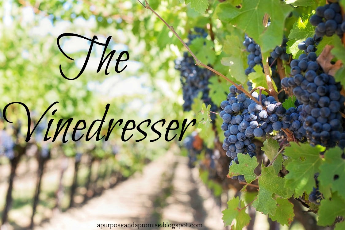 A Purpose and A Promise The Vinedresser