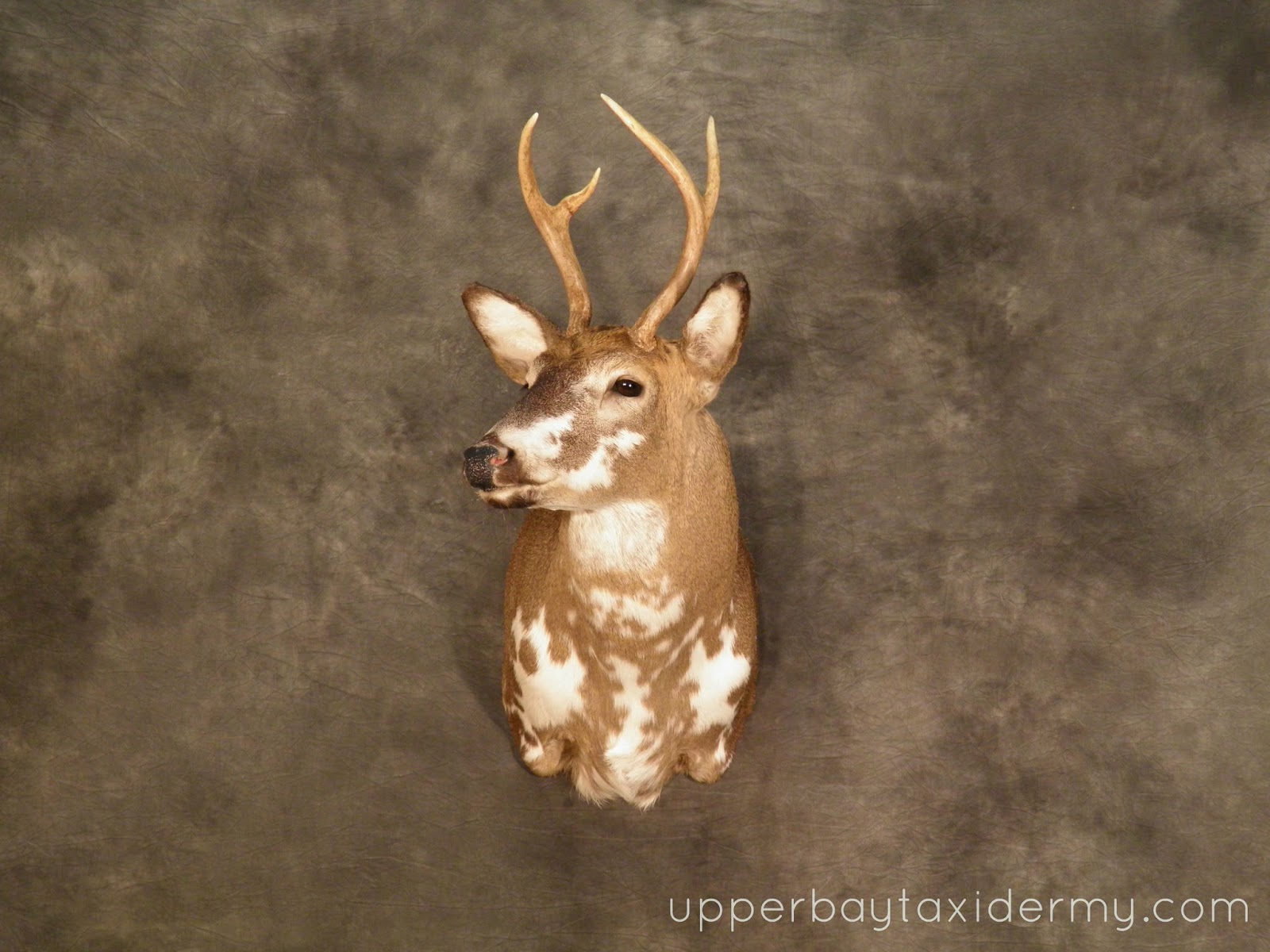 Upper Bay Taxidermy Mobile Gallery Whitetail Deer Shoulder Mounts