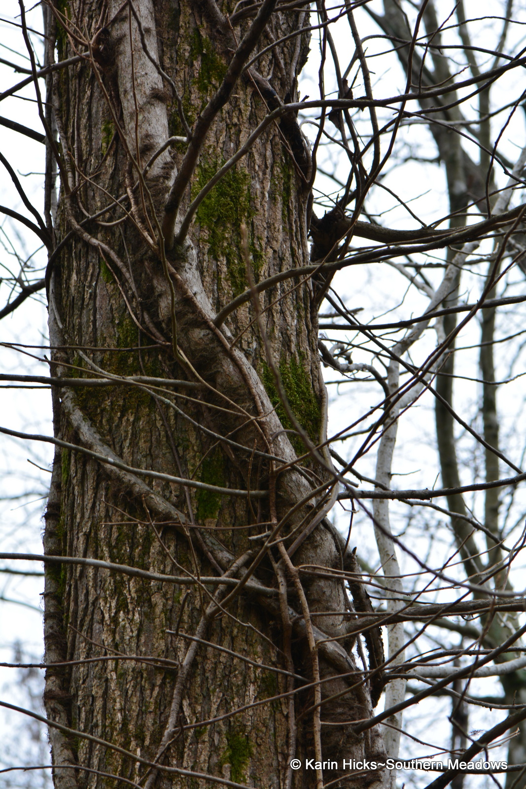 Poison Ivy A Winter Study