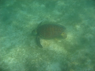 México, qué padre!! - Blogs de Mexico - Playa Akumal (5)