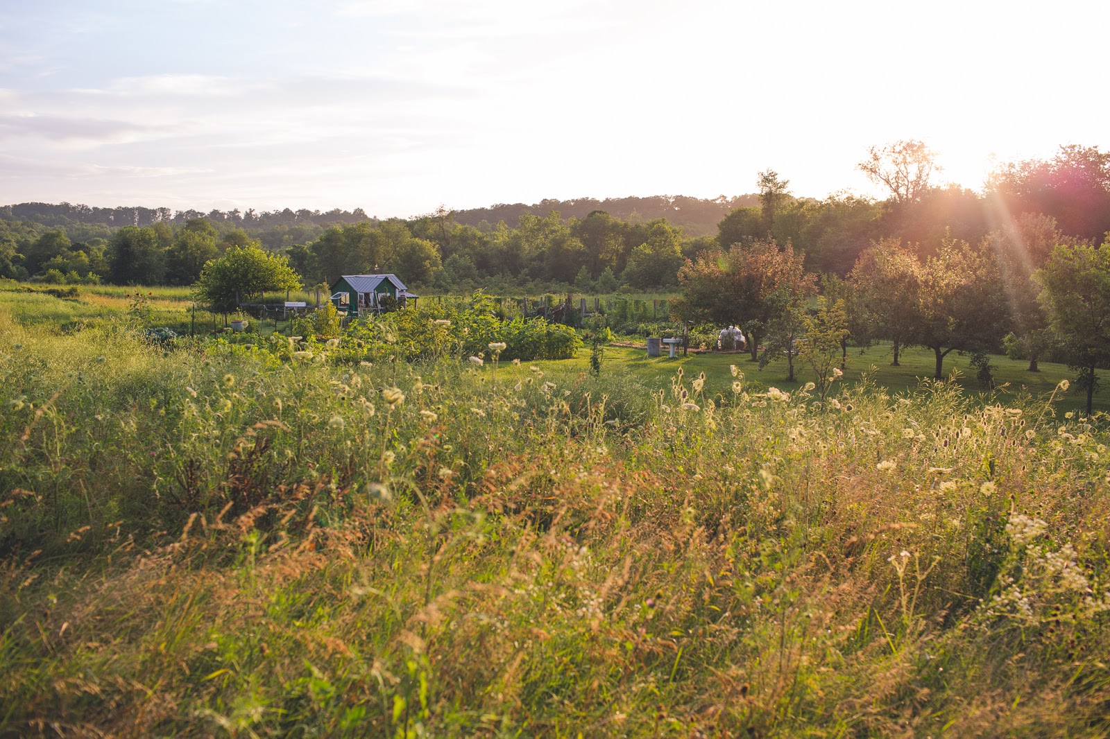 Liberty Village Cohousing Neighborhood Blog