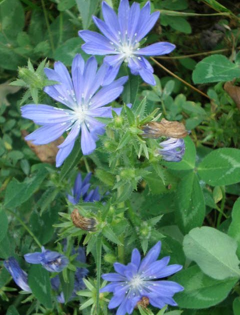 Chicory At Health Food Stores Chicory At Health Food Stores
