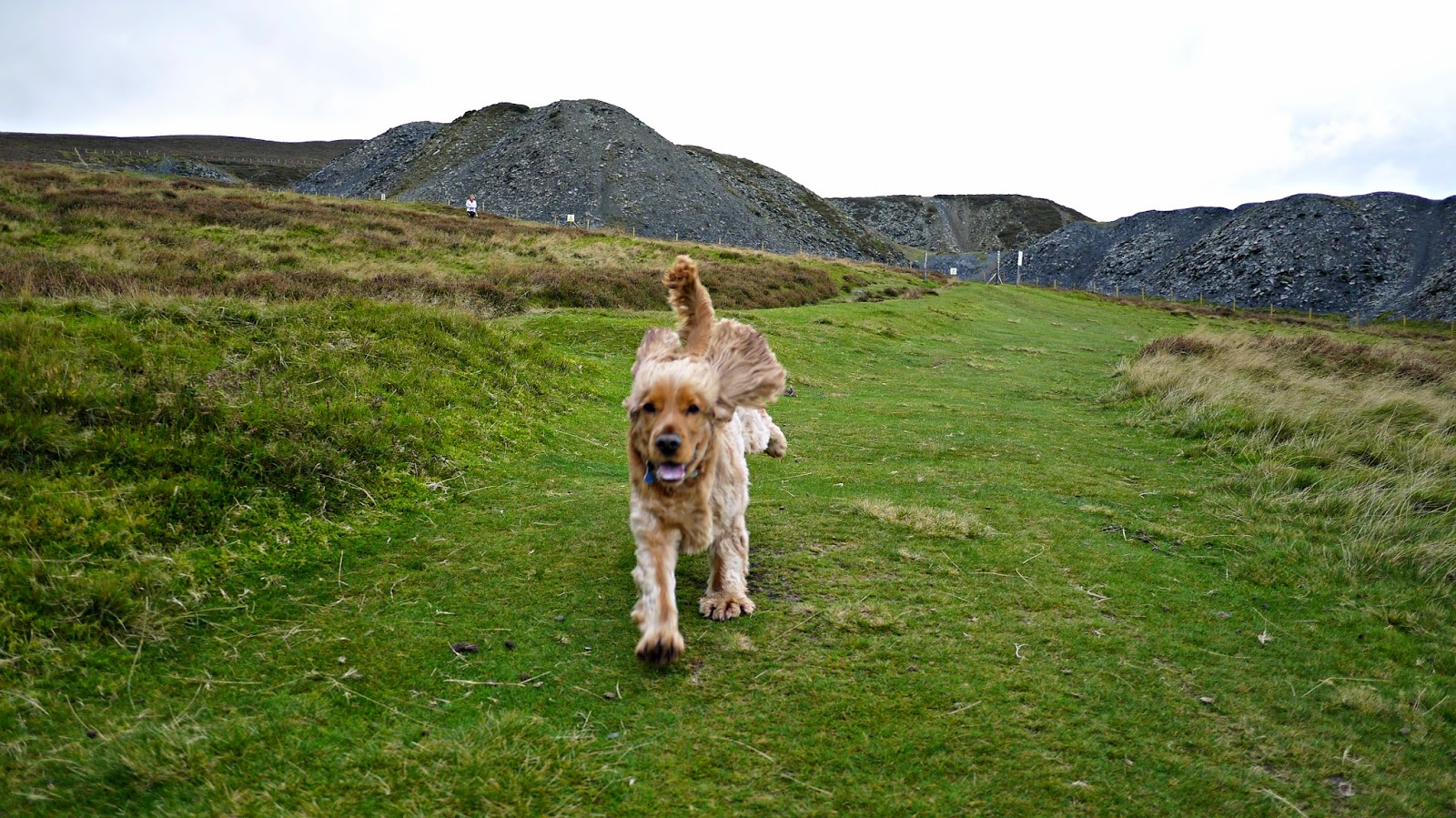 golden cocker spaniel running