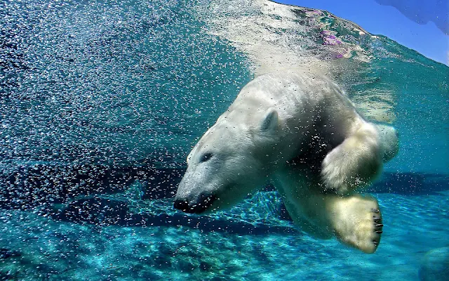 Foto ijsbeer duikt onderwater duikt