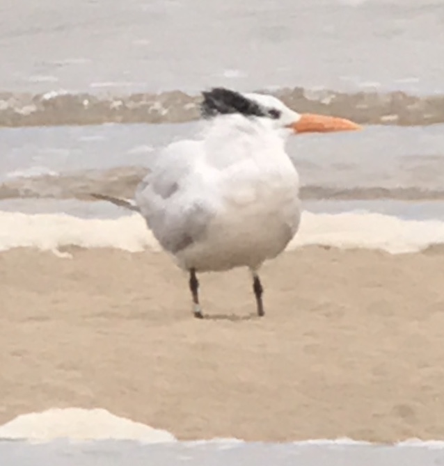 AMERICAN ROYAL TERN-LLIGWY BAY-ANGLESEY-11TH DECEMBER 2018