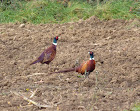 Our resident Pheasants..