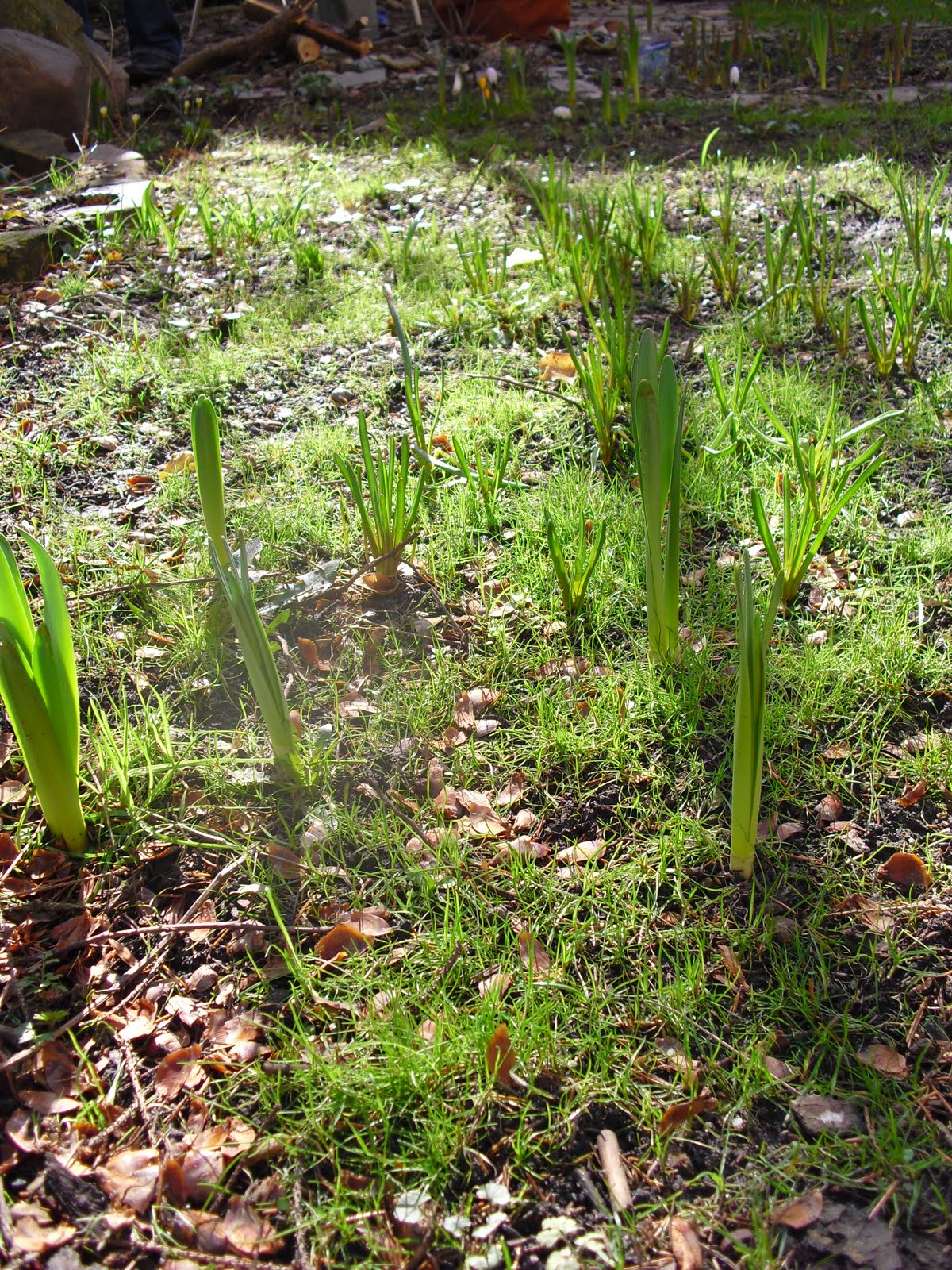 Mauerblumen: Was tut man gegen englischen Rasen?