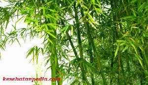  Manfaat  Daun  Bambu Muda untuk Pengobatan Tradisional 