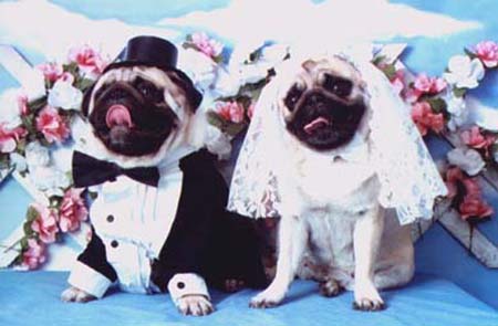 Primeiro cio pug Clearance