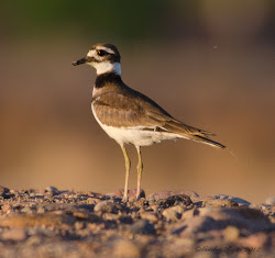killdeer ponds glendale recharge birding gordon adventures