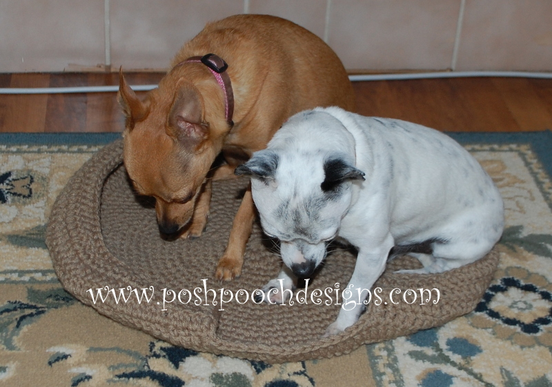 Posh Pooch Designs Live Video Chat Help! My dog Won't wear His