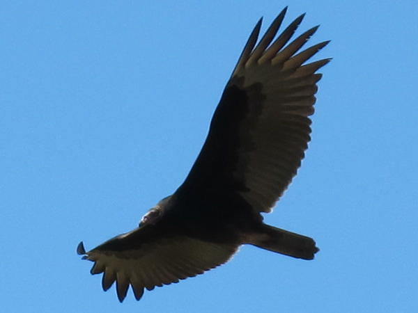 Blue Jay Barrens: Turkey Vultures