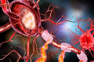 Neurons in The Brain - Long and Short Term Memory Neurons in The Brain - Long and Short Term Memory