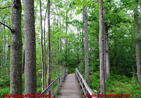 Sapsucker Woods Sanctuary Trail