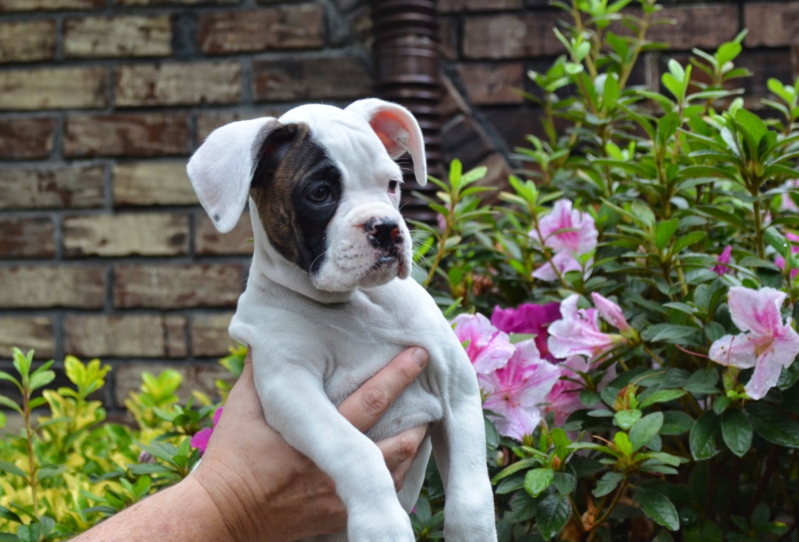 Boxers White Boxer Puppies are Available in