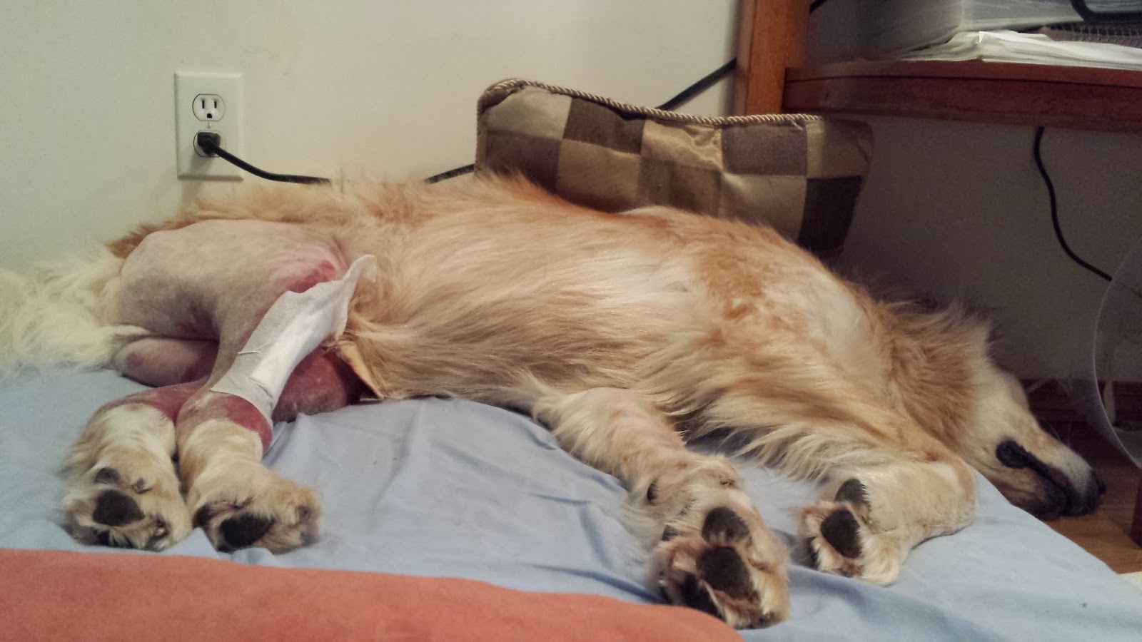 Squeaker's Dog Blog Coopers Bilateral TPLO Surgery and