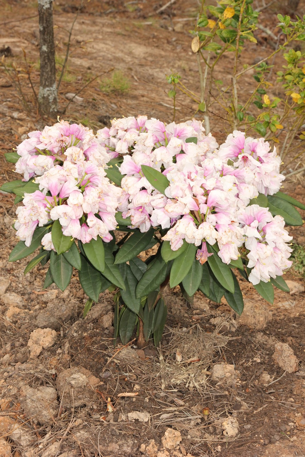 Winter Gem Boxwood Leaves Turning White And Yellow Backyard